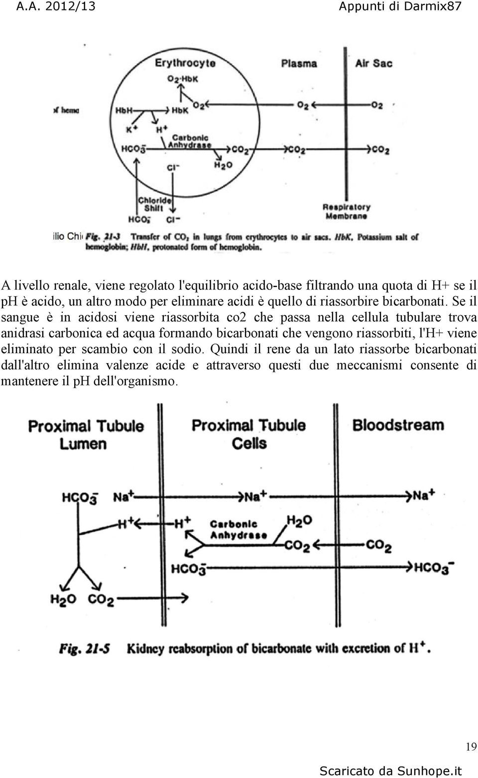 Se il sangue è in acidosi viene riassorbita co2 che passa nella cellula tubulare trova anidrasi carbonica ed acqua formando bicarbonati