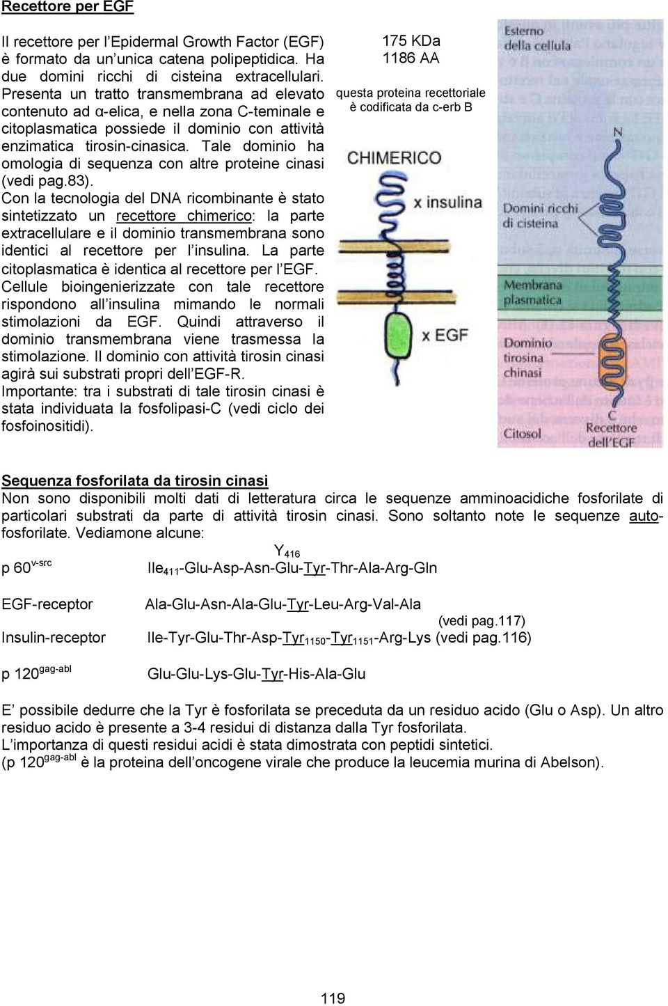 Tale dominio ha omologia di sequenza con altre proteine cinasi (vedi pag.83).