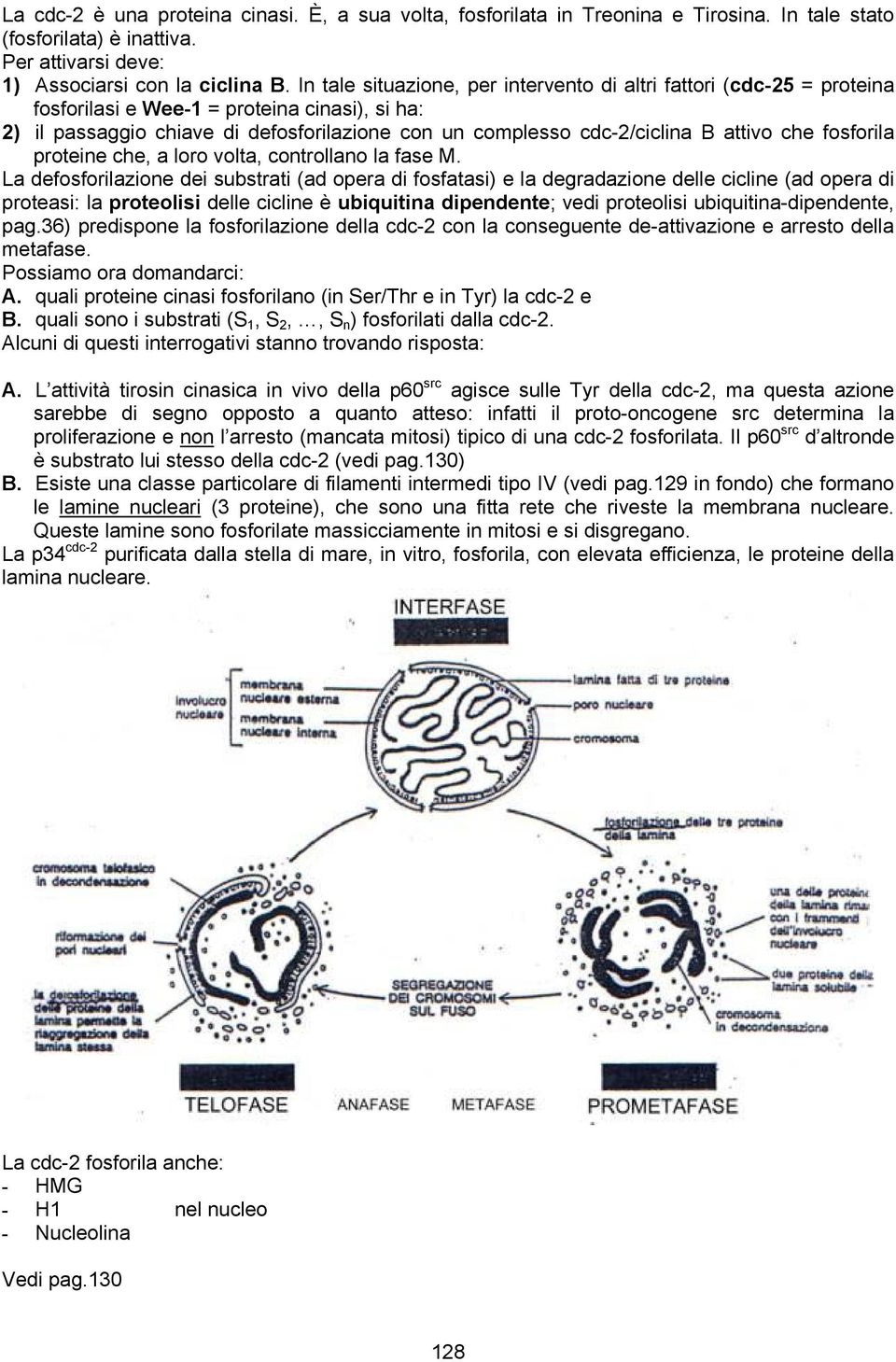 attivo che fosforila proteine che, a loro volta, controllano la fase M.