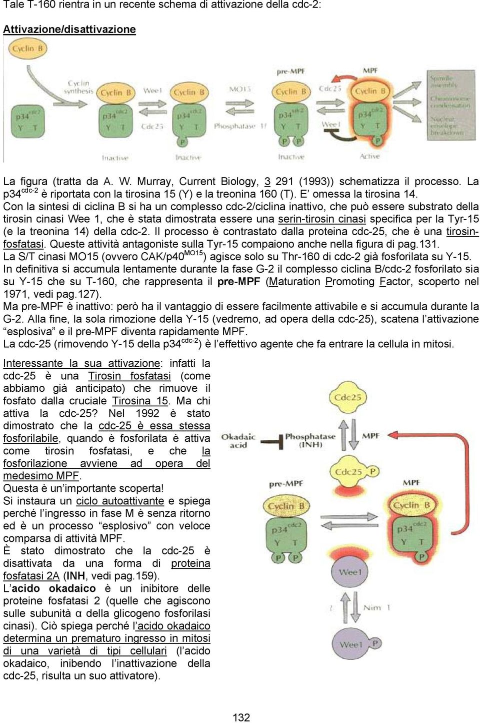 Con la sintesi di ciclina B si ha un complesso cdc-2/ciclina inattivo, che può essere substrato della tirosin cinasi Wee 1, che è stata dimostrata essere una serin-tirosin cinasi specifica per la