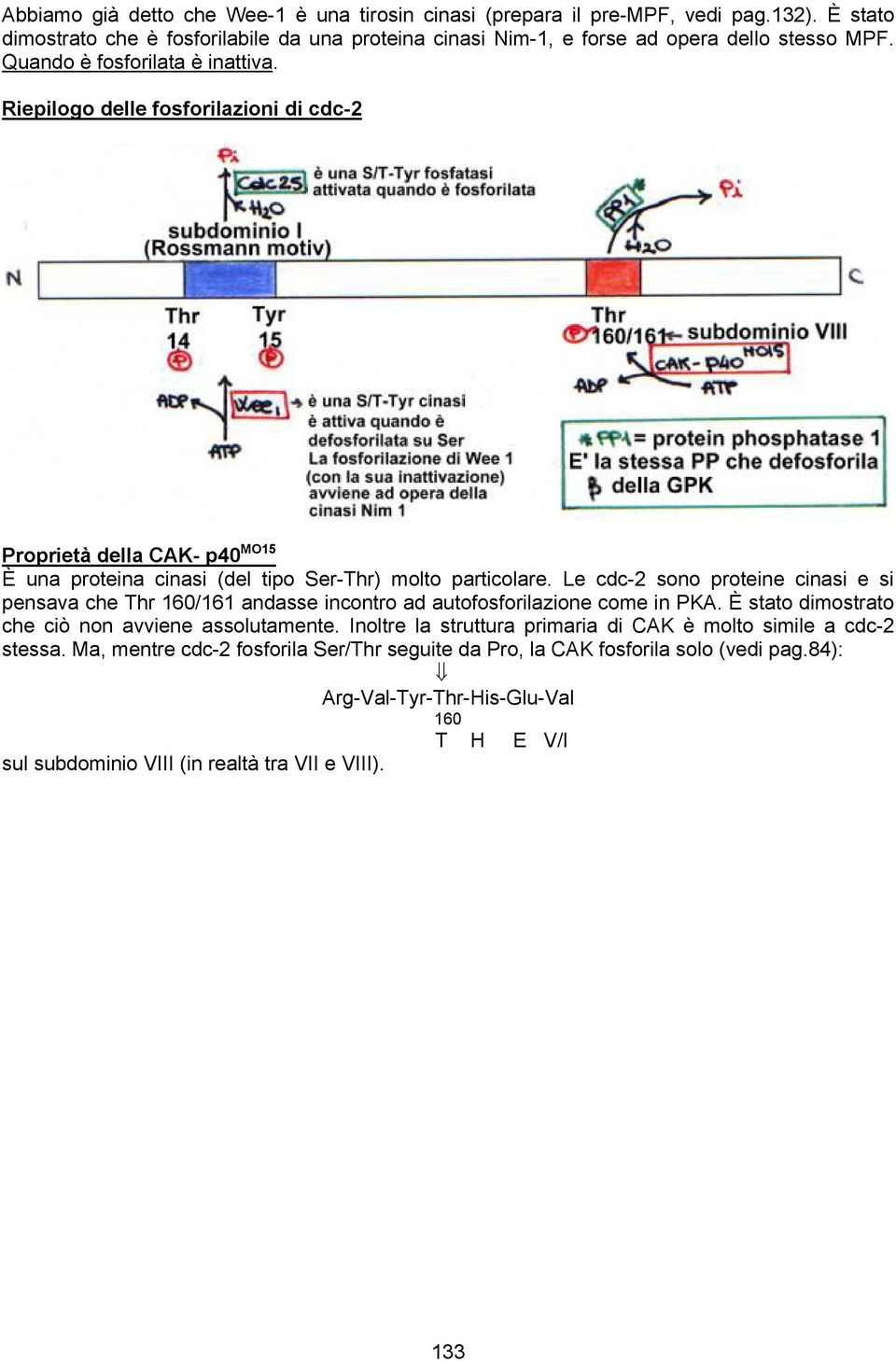 Le cdc-2 sono proteine cinasi e si pensava che Thr 160/161 andasse incontro ad autofosforilazione come in PKA. È stato dimostrato che ciò non avviene assolutamente.