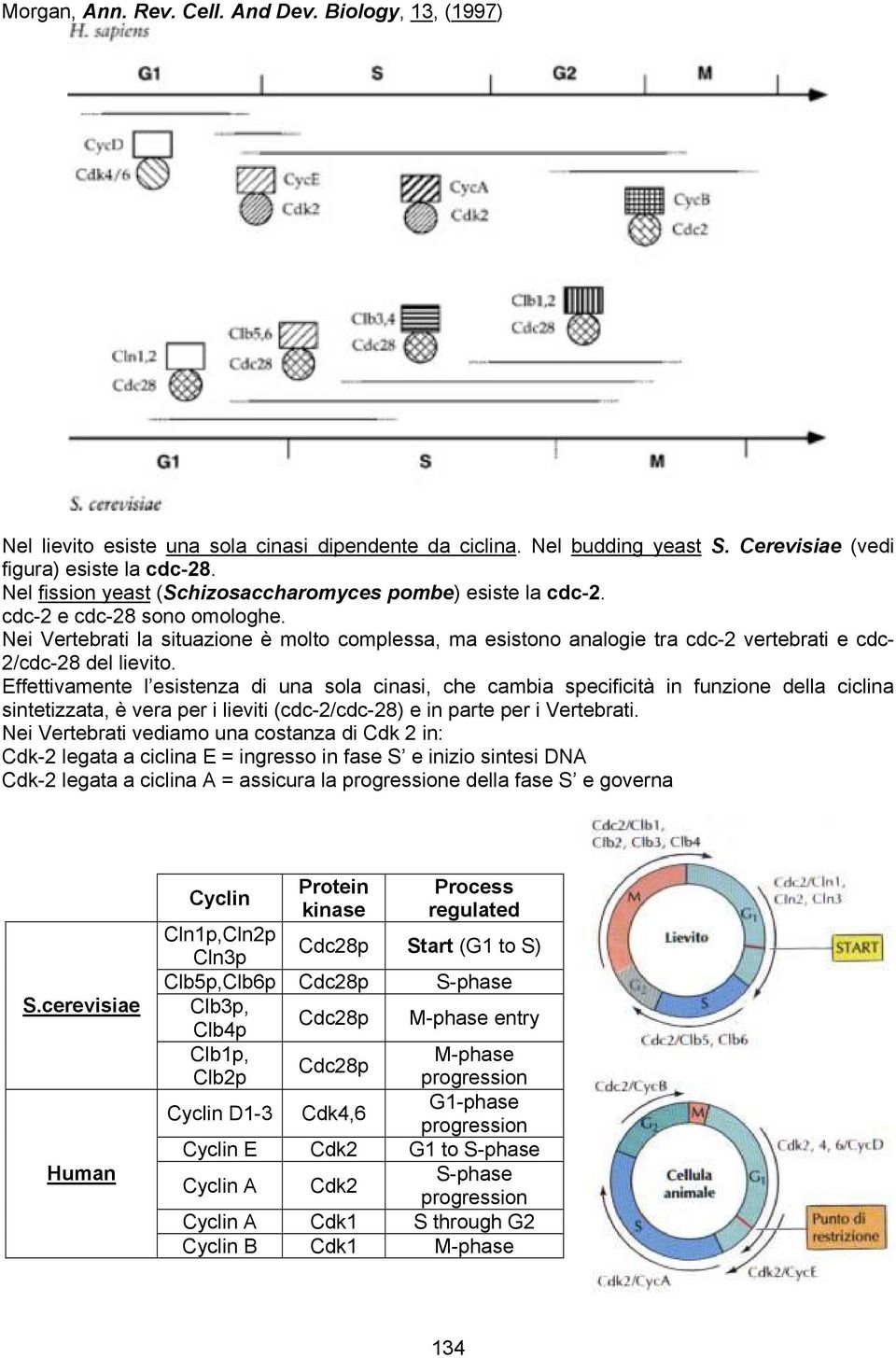 Nei Vertebrati la situazione è molto complessa, ma esistono analogie tra cdc-2 vertebrati e cdc- 2/cdc-28 del lievito.