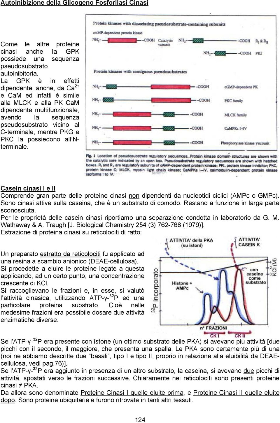 PKC la possiedono all Nterminale. Casein cinasi I e II Comprende gran parte delle proteine cinasi non dipendenti da nucleotidi ciclici (AMPc o GMPc).