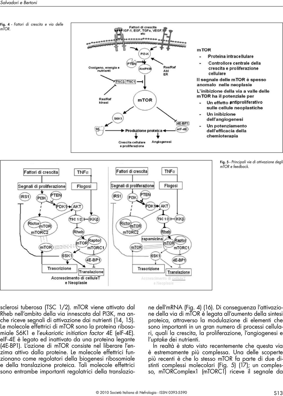 Le molecole effettrici di mtor sono la proteina ribosomiale S6K1 e l eukariotic initiation factor 4E (eif-4e). eif-4e è legato ed inattivato da una proteina legante (4E-BP1).