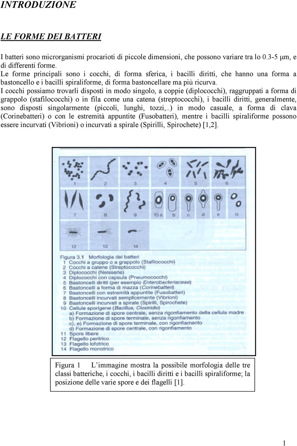 I cocchi possiamo trovarli disposti in modo singolo, a coppie (diplococchi), raggruppati a forma di grappolo (stafilococchi) o in fila come una catena (streptococchi), i bacilli diritti,