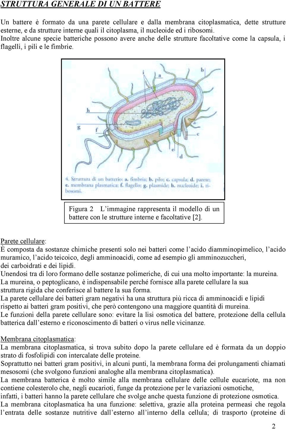 Figura 2 L immagine rappresenta il modello di un battere con le strutture interne e facoltative [2].