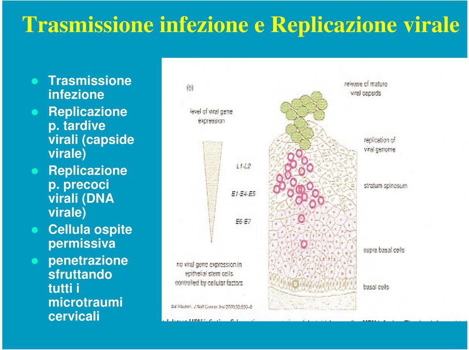 tardive virali (capside virale) Replicazione p.