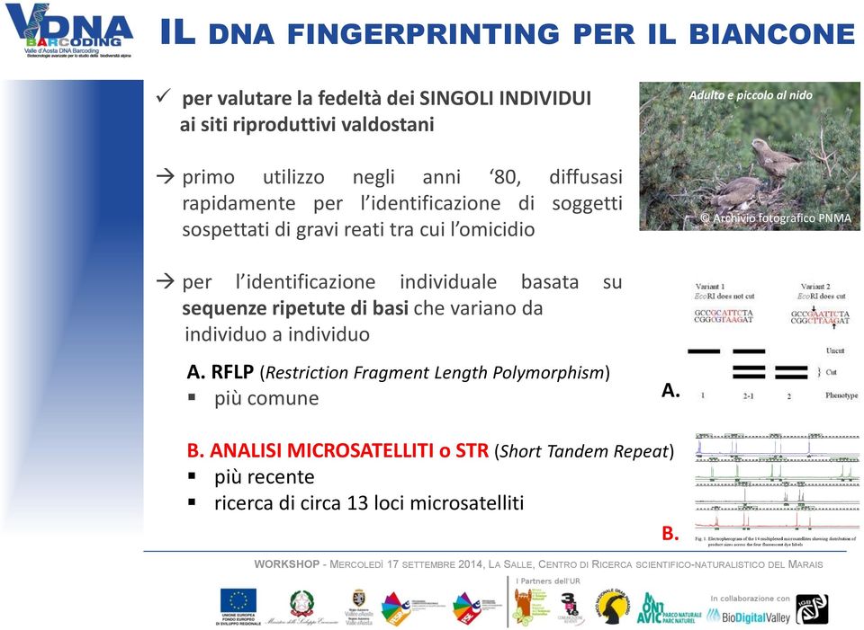 fotografico PNMA per l identificazione individuale basata su sequenze ripetute di basi che variano da individuo a individuo A.