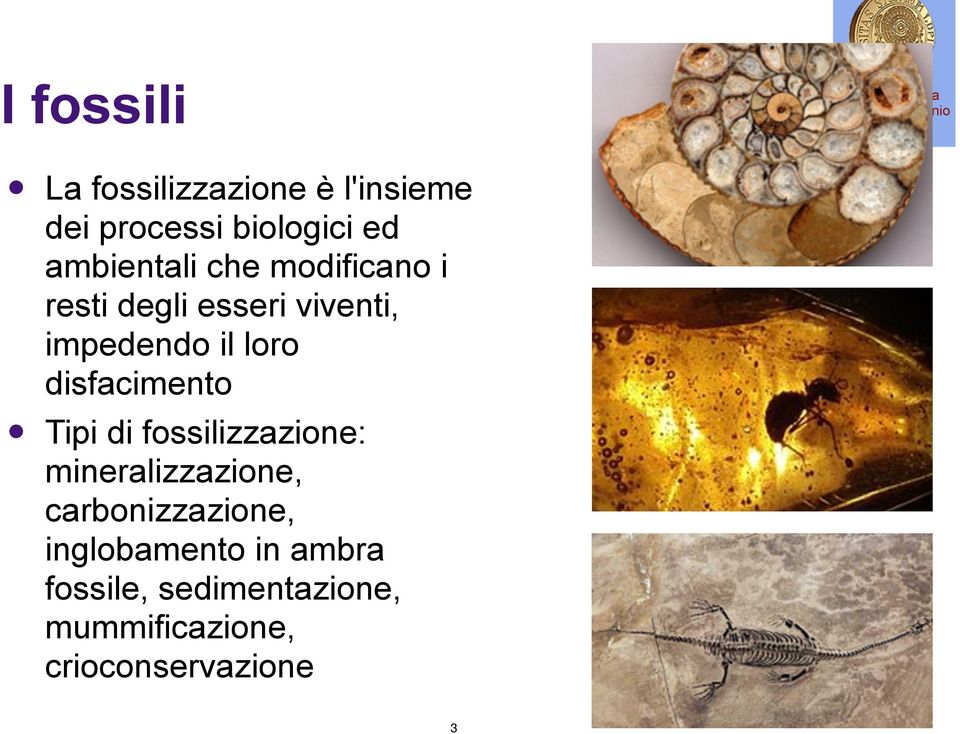 disfacimento Tipi di fossilizzazione: mineralizzazione, carbonizzazione,