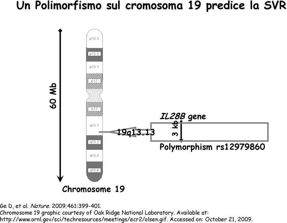 2009;461:399-401. Chromosome 19 graphic courtesy of Oak Ridge National Laboratory.