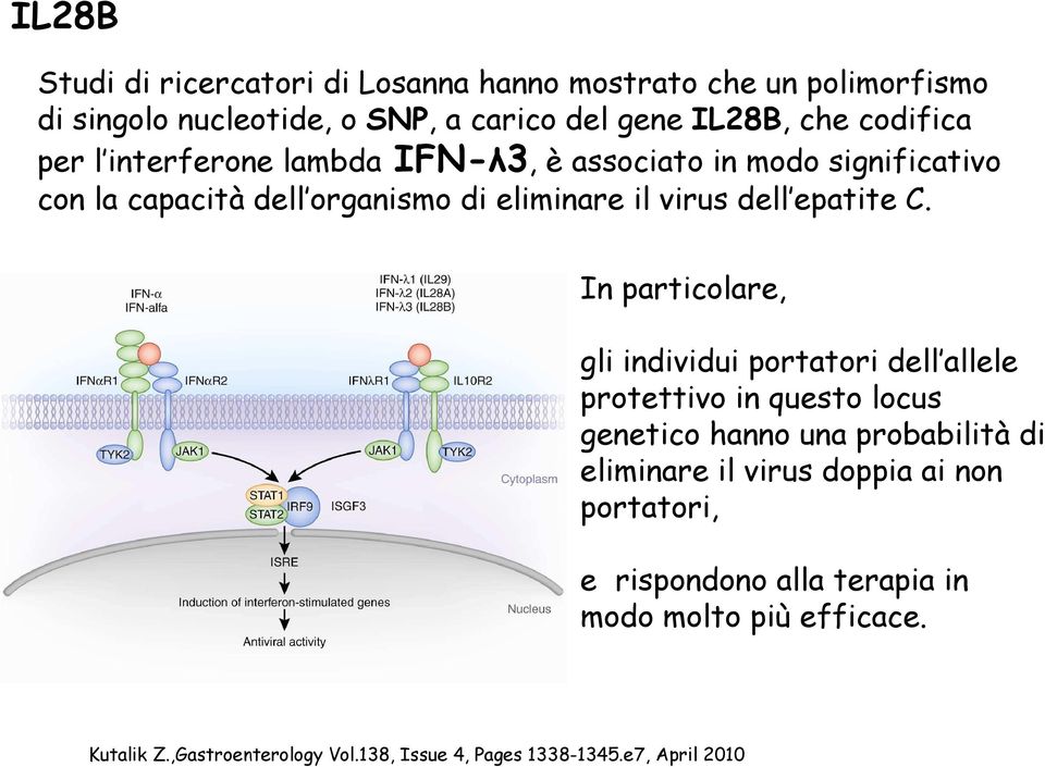 In particolare, gli individui portatori dell allele protettivo in questo locus genetico hanno una probabilità di eliminare il virus doppia