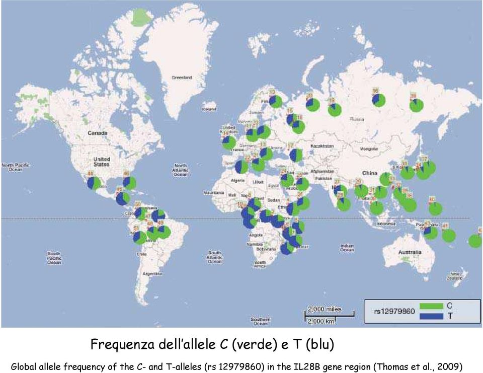 C- and T-alleles (rs 12979860) in the