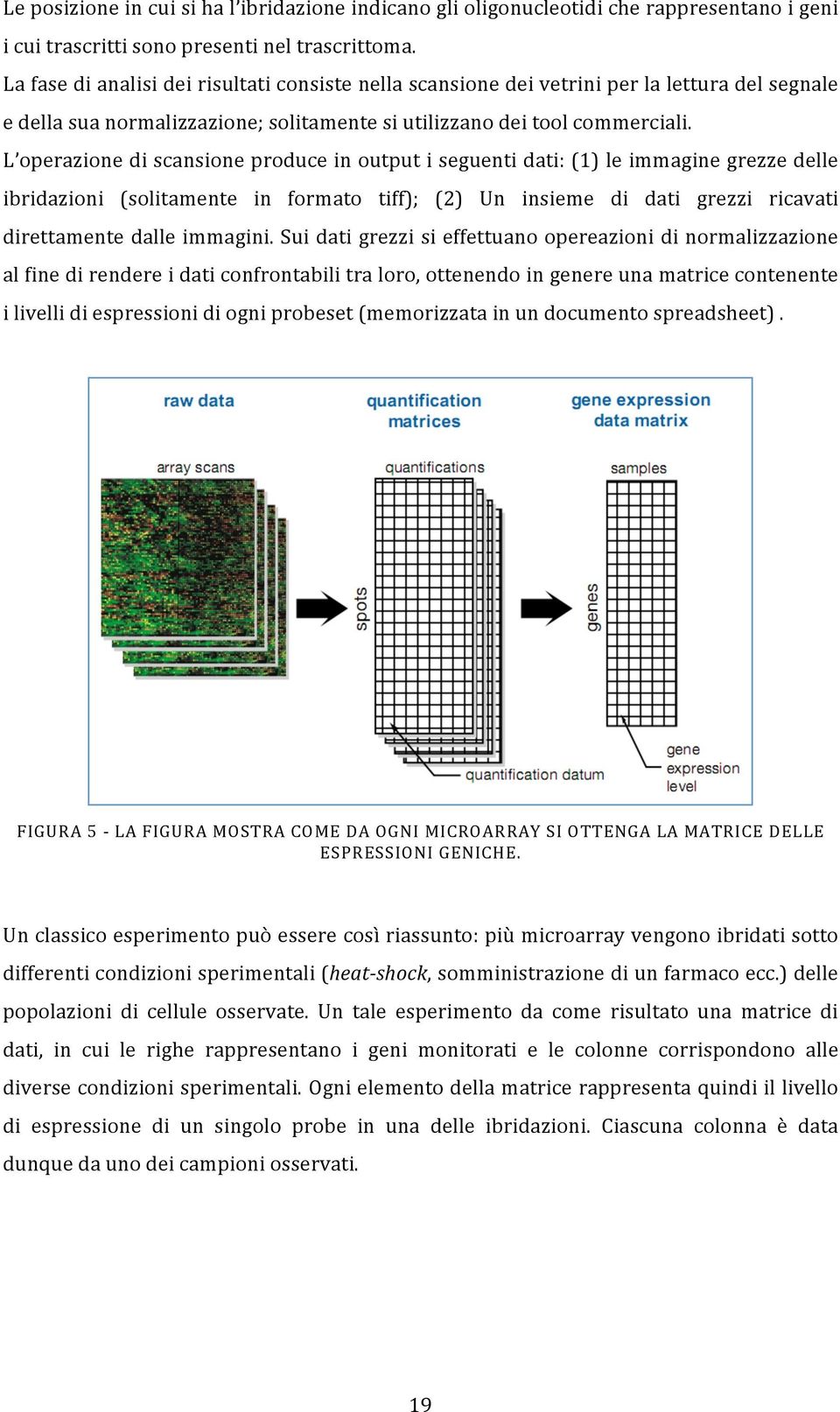 L operazione di scansione produce in output i seguenti dati: (1) le immagine grezze delle ibridazioni (solitamente in formato tiff); (2) Un insieme di dati grezzi ricavati direttamente dalle immagini.