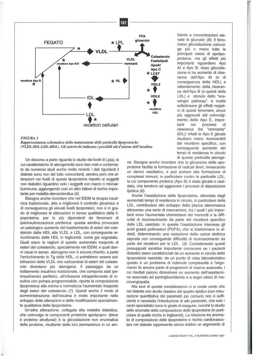 Gli asterischi indicano i possibili siti d'azione dell'insulina ApoC HDL3 *t HDL2 *t recettore HDL biente a concentrazioni elevate di glucosio (8).