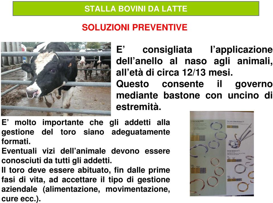 Il toro deve essere abituato, fin dalle prime fasi di vita, ad accettare il tipo di gestione aziendale (alimentazione,