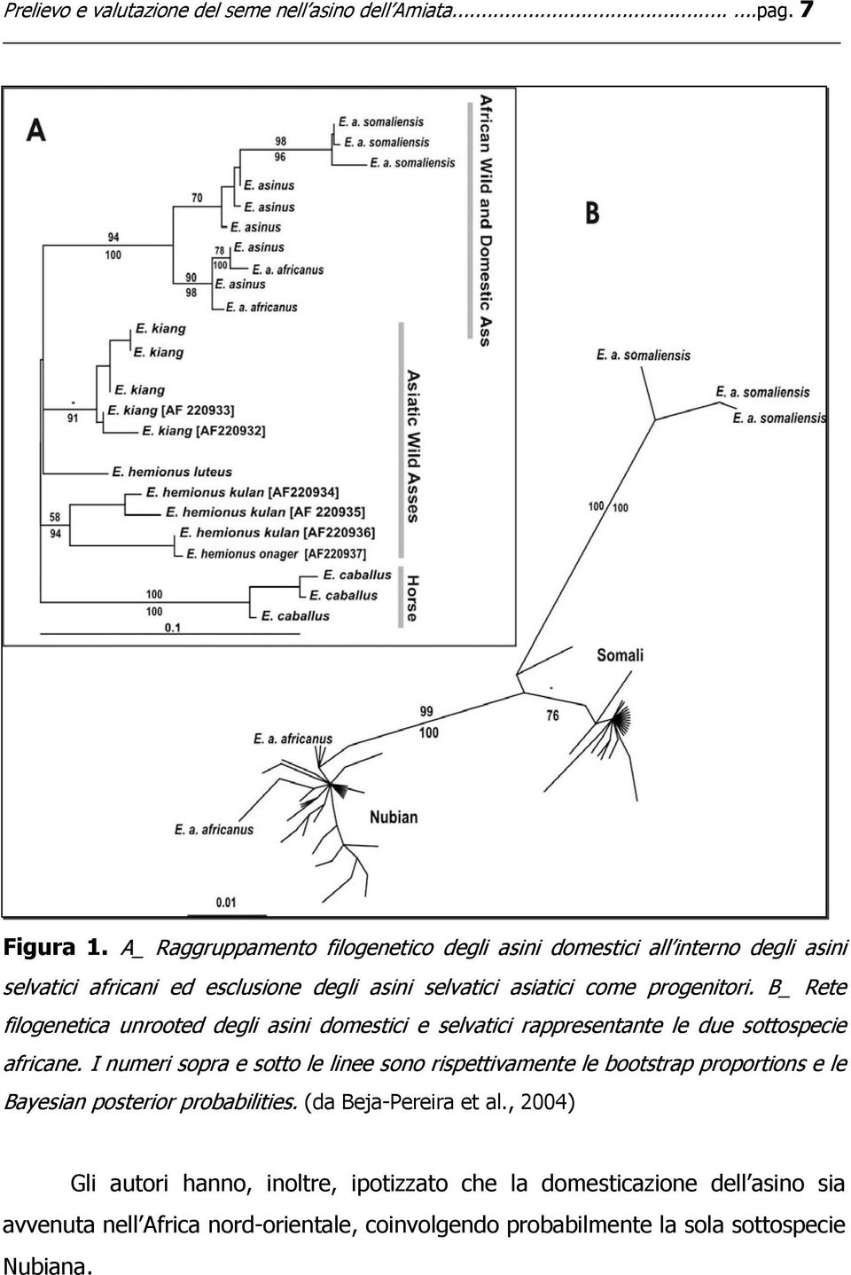 B_ Rete filogenetica unrooted degli asini domestici e selvatici rappresentante le due sottospecie africane.