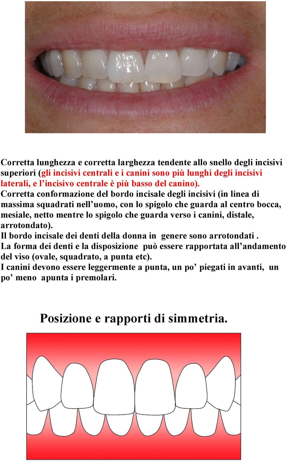 Corretta conformazione del bordo incisale degli incisivi (in linea di massima squadrati nell uomo, con lo spigolo che guarda al centro bocca, mesiale, netto mentre lo spigolo che guarda