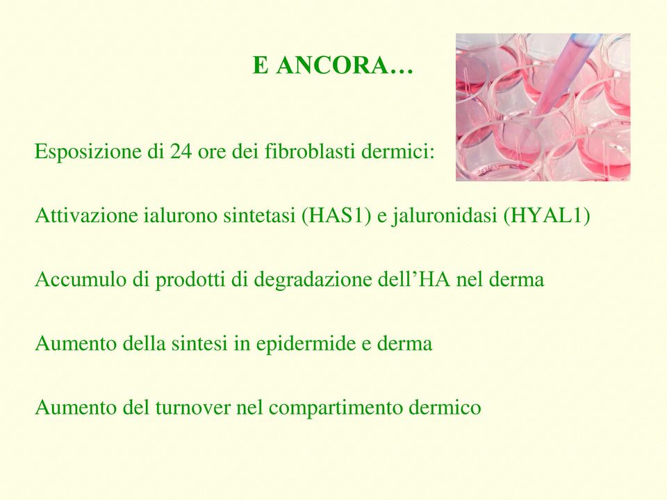 Accumulo di prodotti di degradazione dell HA nel derma Aumento