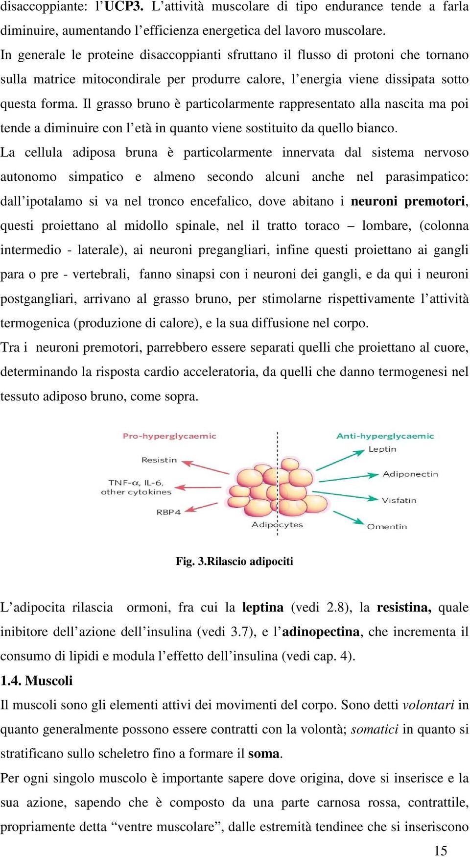 Il grasso bruno è particolarmente rappresentato alla nascita ma poi tende a diminuire con l età in quanto viene sostituito da quello bianco.