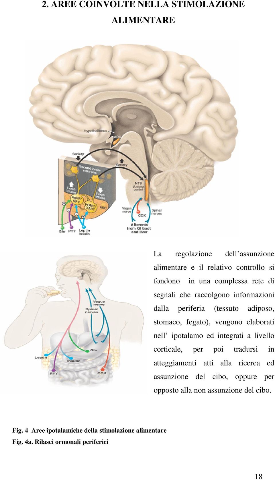 nell ipotalamo ed integrati a livello corticale, per poi tradursi in atteggiamenti atti alla ricerca ed assunzione del cibo,