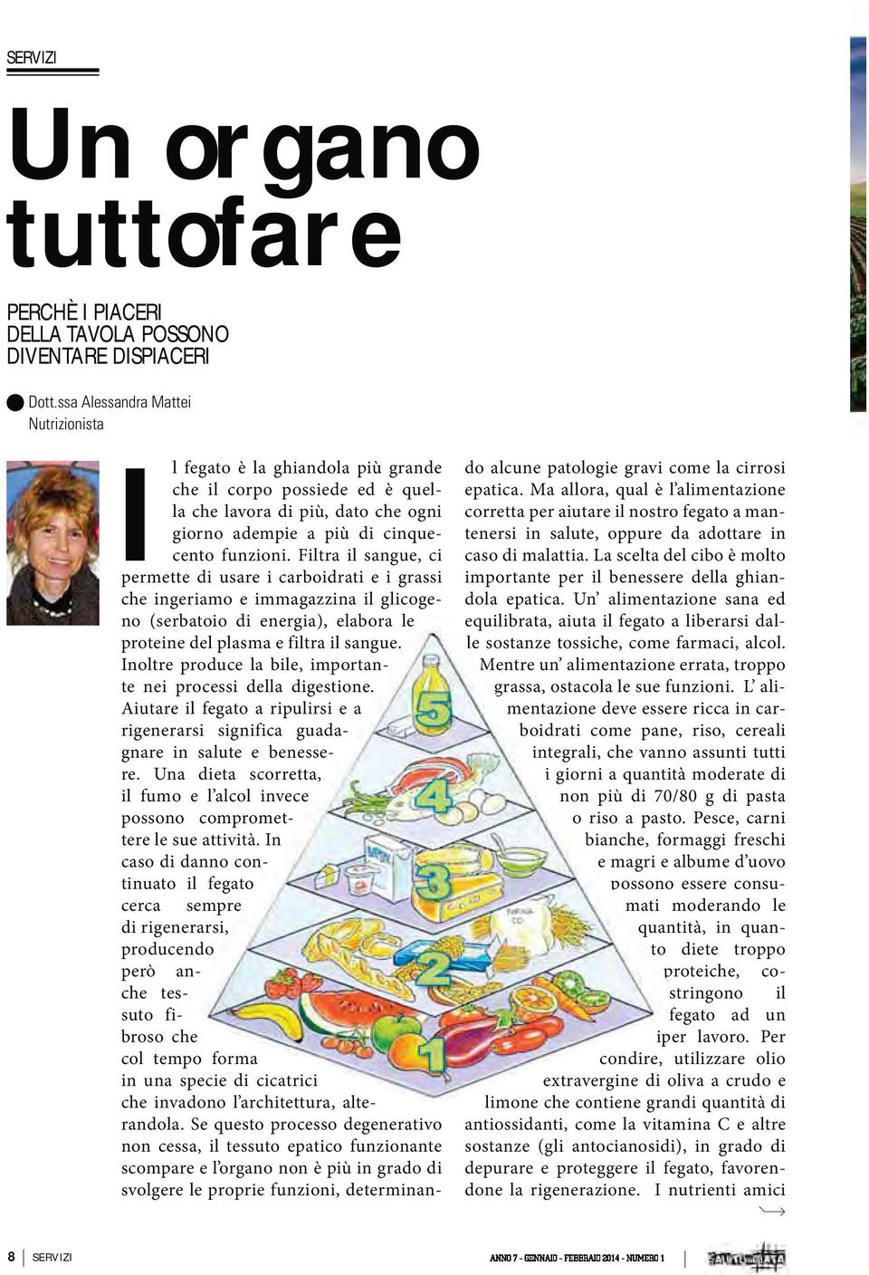 Filtra il sangue, ci permette di usare i carboidrati e i grassi che ingeriamo e immagazzina il glicogeno (serbatoio di energia), elabora le proteine del plasma e filtra il sangue.