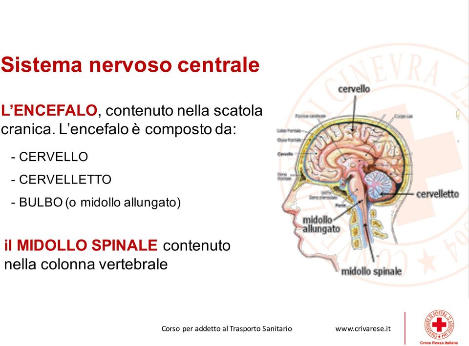 L encefalo è composto da: - CERVELLO - CERVELLETTO