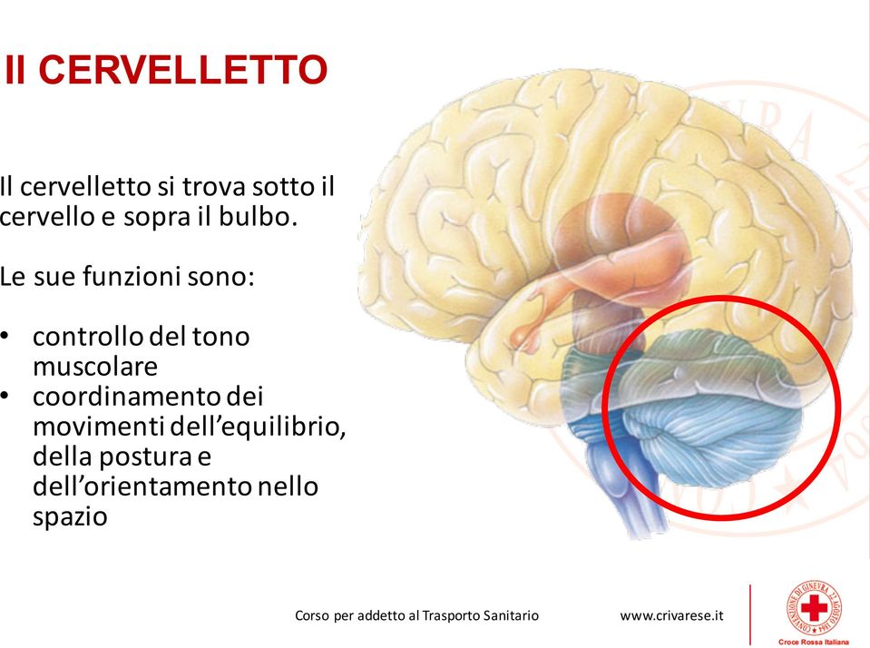 Le sue funzioni sono: controllo del tono muscolare