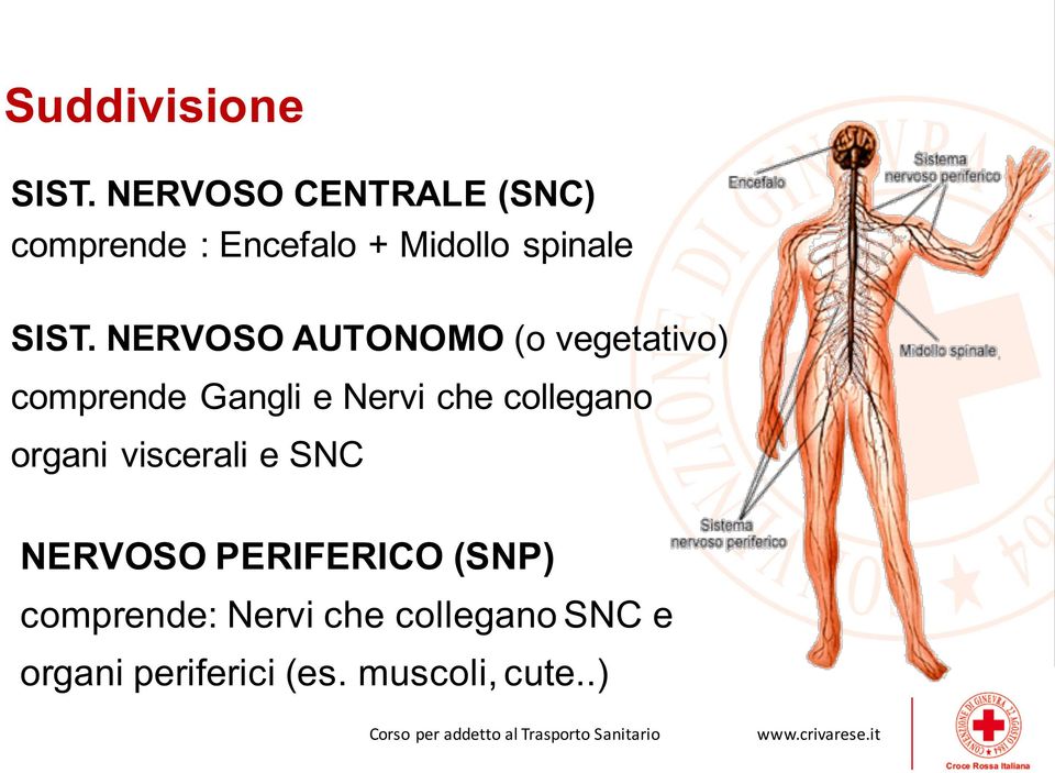 NERVOSO AUTONOMO (o vegetativo) comprende Gangli e Nervi che collegano