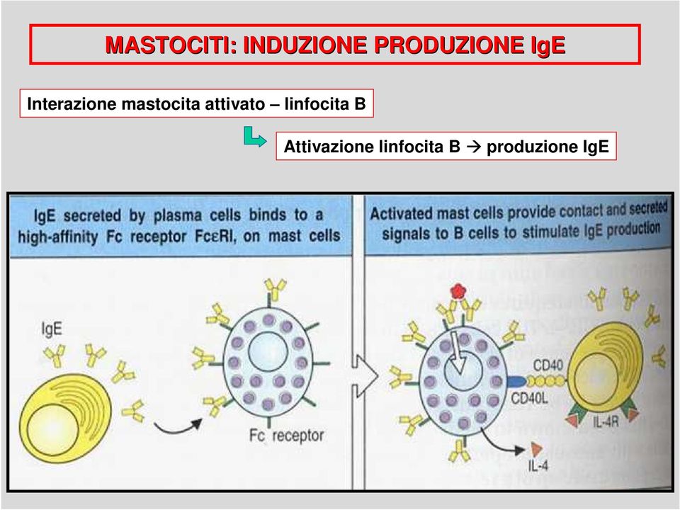 mastocita attivato linfocita
