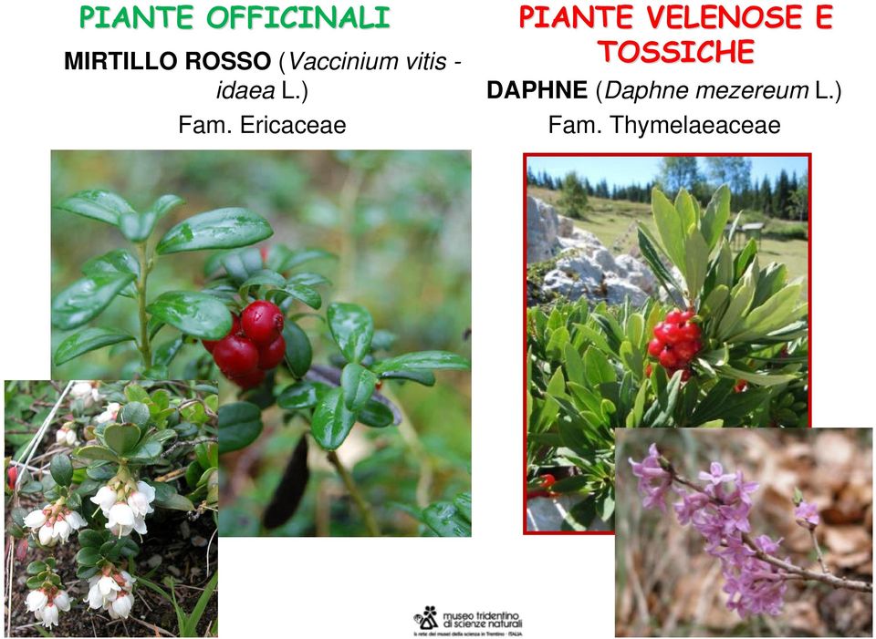 Ericaceae PIANTE VELENOSE E TOSSICHE