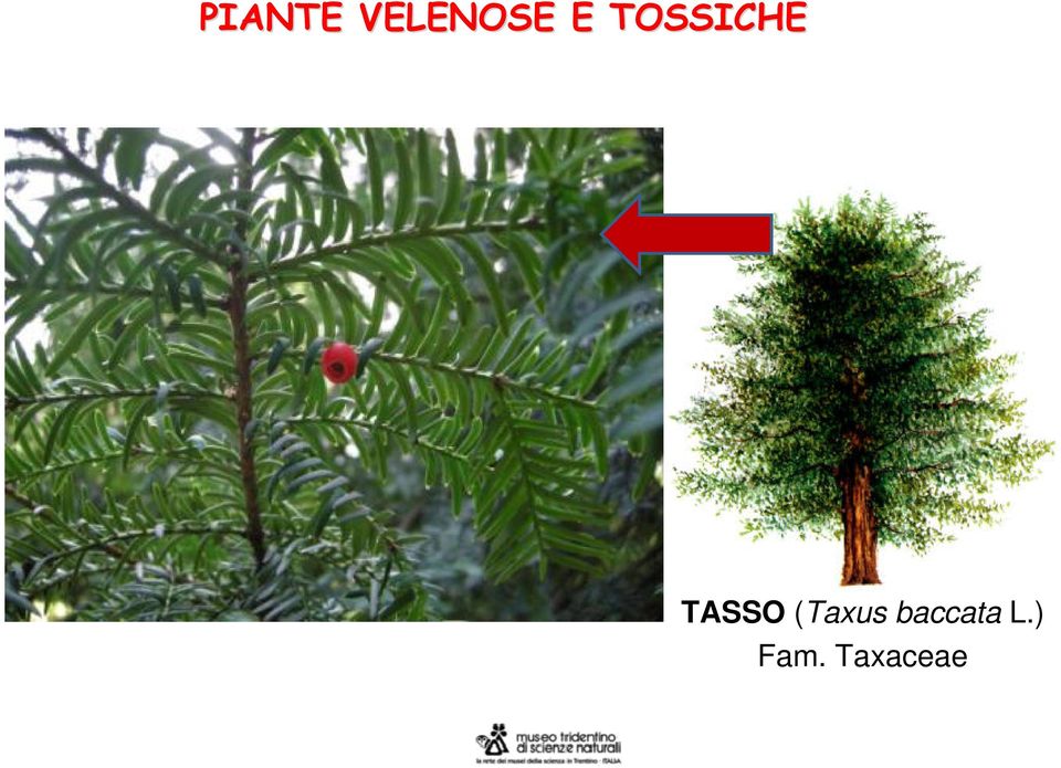 (Taxus baccata L.