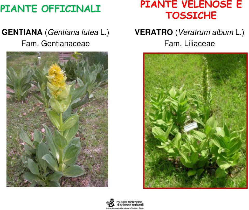 Gentianaceae PIANTE VELENOSE E
