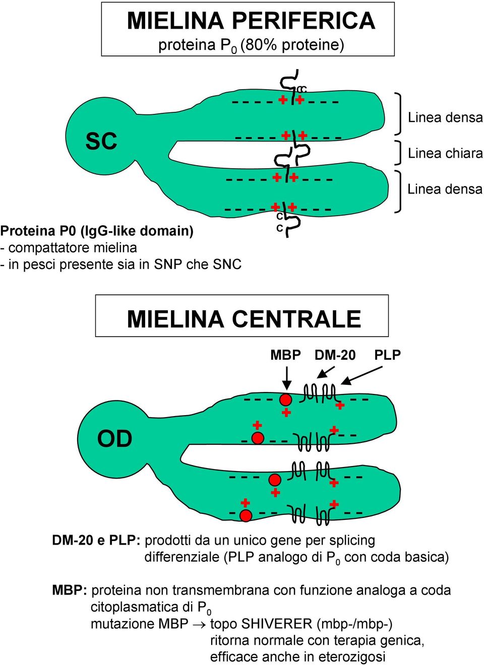 -- -- + DM-20 e PLP: prodotti da un unico gene per splicing differenziale (PLP analogo di P 0 con coda basica) MBP: proteina non transmembrana con