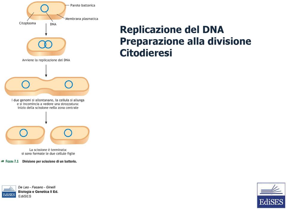 Preparazione