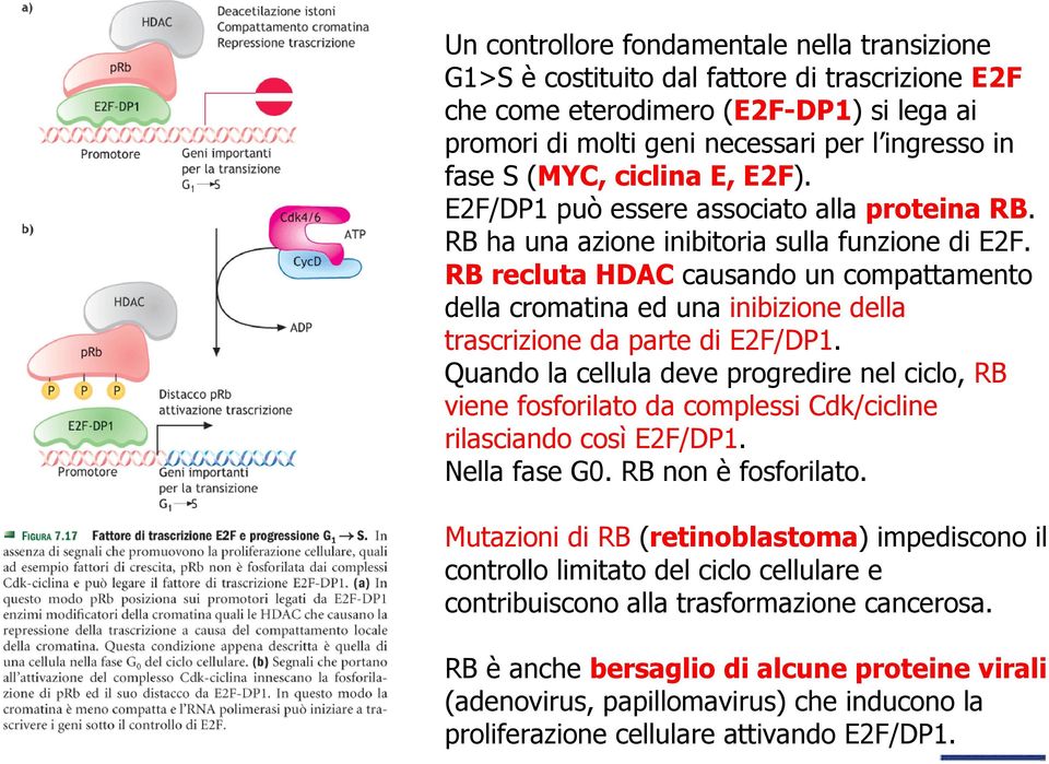 RB recluta HDAC causando un compattamento della cromatina ed una inibizione della trascrizione da parte di E2F/DP1.