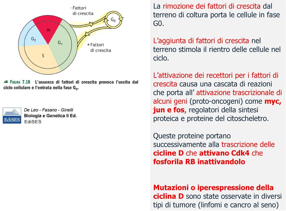 L attivazione dei recettori per i fattori di crescita causa una cascata di reazioni che porta all attivazione trascrizionale di alcuni geni (proto-oncogeni) come myc, jun e fos,