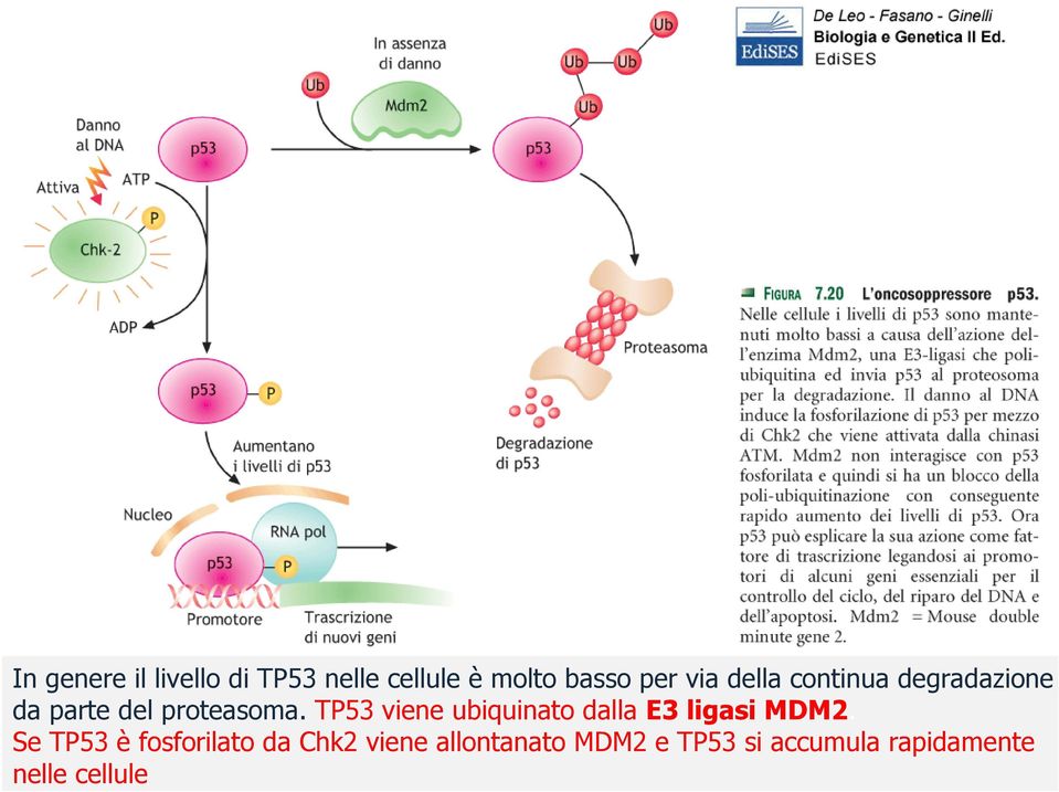 TP53 viene ubiquinato dalla E3 ligasi MDM2.