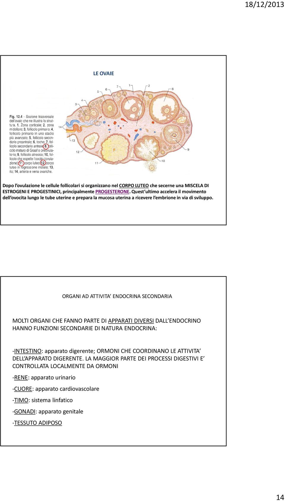 ORGANI AD ATTIVITA ENDOCRINA SECONDARIA MOLTI ORGANI CHE FANNO PARTE DI APPARATI DIVERSIDALL ENDOCRINO HANNO FUNZIONI SECONDARIE DI NATURA ENDOCRINA: -INTESTINO: apparato digerente;