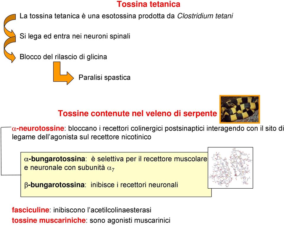con il sito di legame dell agonista sul recettore nicotinico α-bungarotossina: è selettiva per il recettore muscolare e neuronale con subunità α
