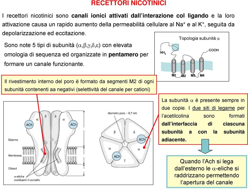 Topologia subunità α COOH NH 2 Il rivestimento interno del poro è formato da segmenti M2 di ogni subunità contenenti aa negativi (selettività del canale per cationi) M1 M2 M3 M4 La subunità α è