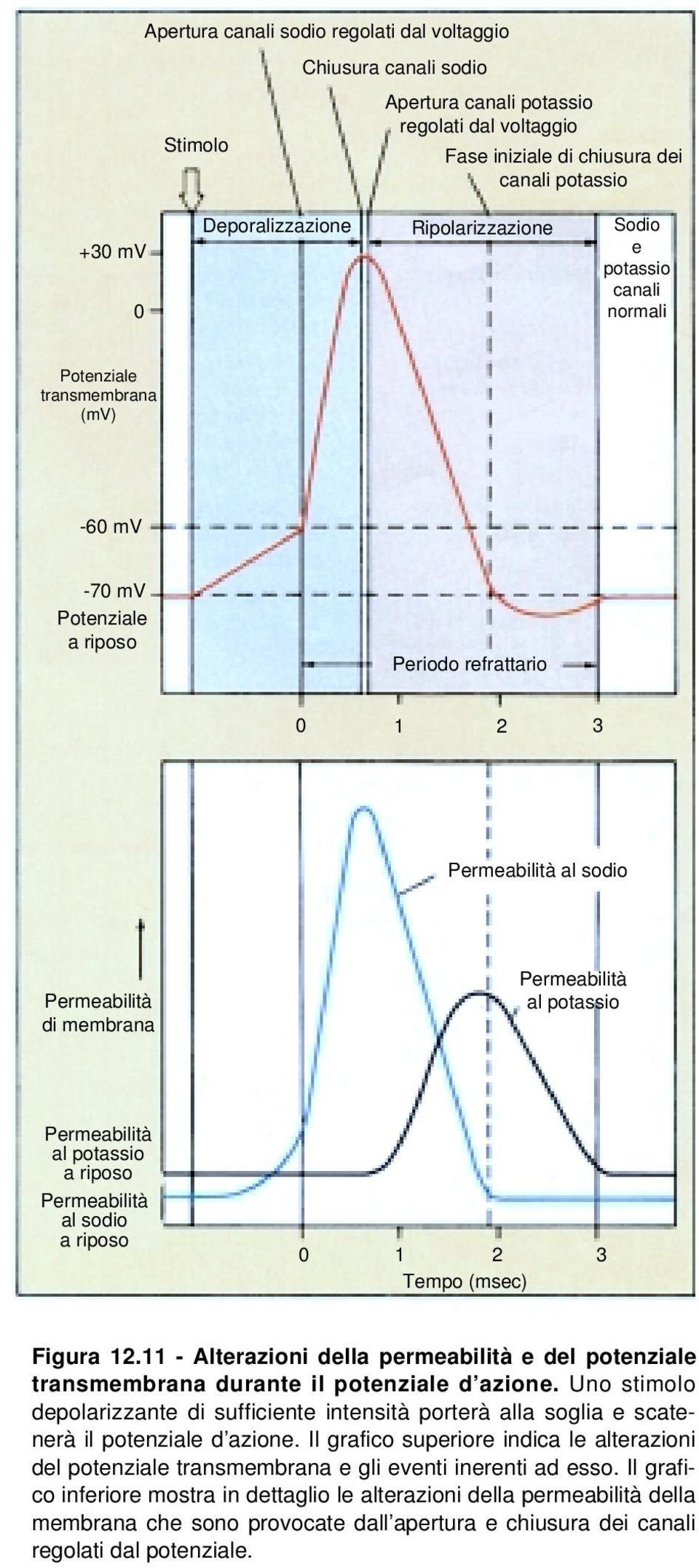 Permeabilità al potassio Permeabilità al potassio a riposo Permeabilità al sodio a riposo 0 1 2 3 Tempo (msec) Figura 12.