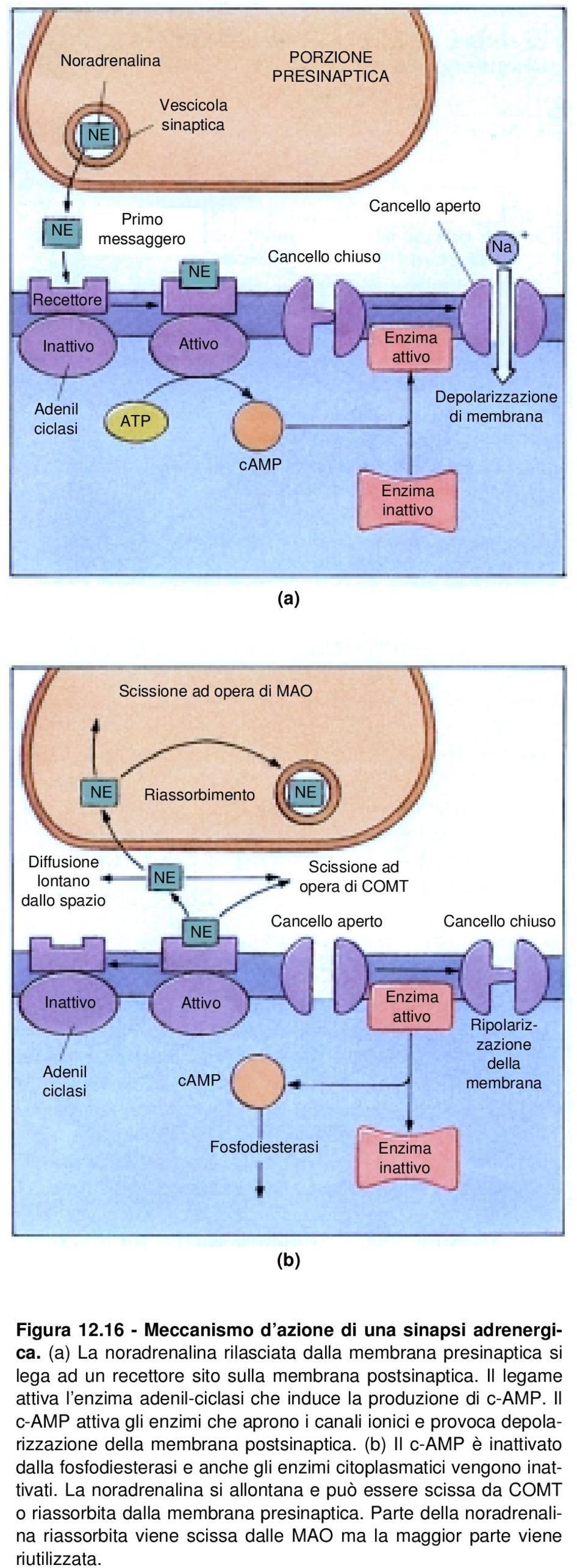 ciclasi Attivo camp Enzima attivo Ripolarizzazione della membrana Fosfodiesterasi Enzima inattivo (b) Figura 12.16 - Meccanismo d azione di una sinapsi adrenergica.