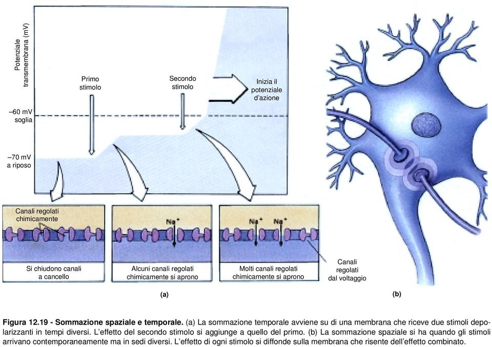 (a) La sommazione temporale avviene su di una membrana che riceve due stimoli depolarizzanti in tempi diversi. L effetto del secondo stimolo si aggiunge a quello del primo.
