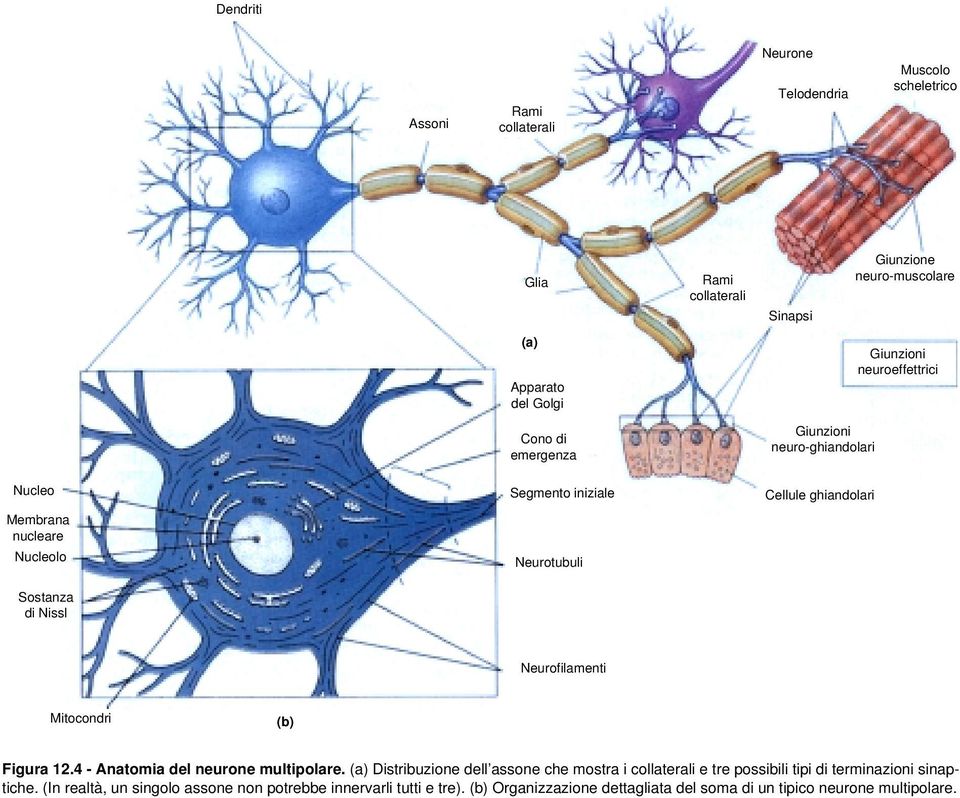 ghiandolari Neurofilamenti Mitocondri (b) Figura 12.4 - Anatomia del neurone multipolare.