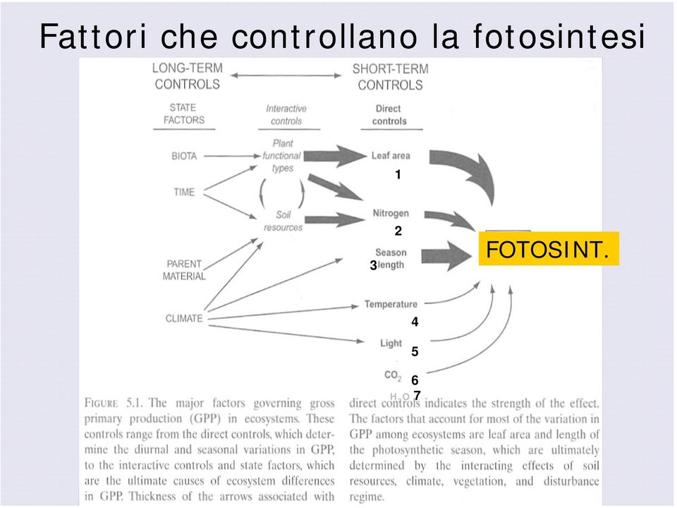 fotosintesi 1 3