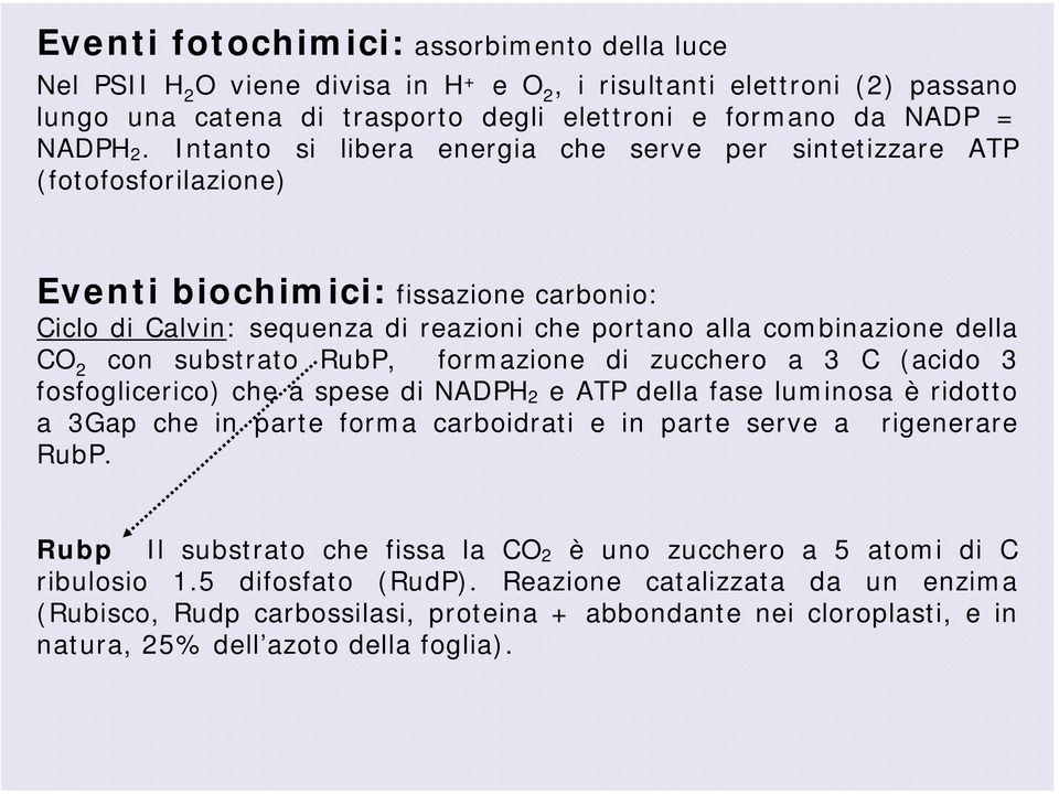 con substrato RubP, formazione di zucchero a 3 C (acido 3 fosfoglicerico) che a spese di NADPH 2 e ATP della fase luminosa è ridotto a 3Gap che in parte forma carboidrati e in parte serve a