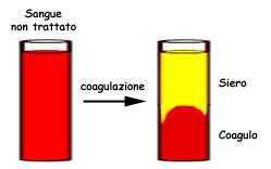 Se si lascia coagulare il