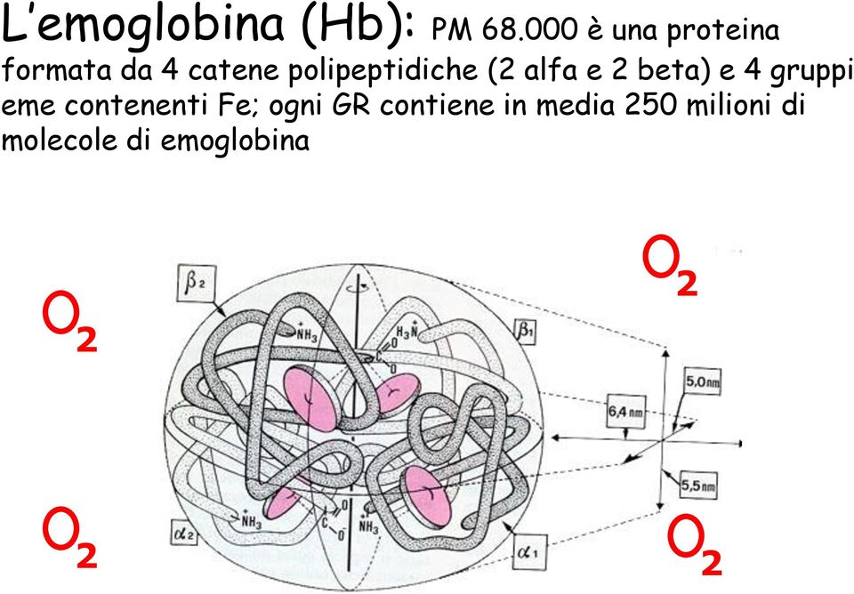 polipeptidiche (2 alfa e 2 beta) e 4 gruppi eme