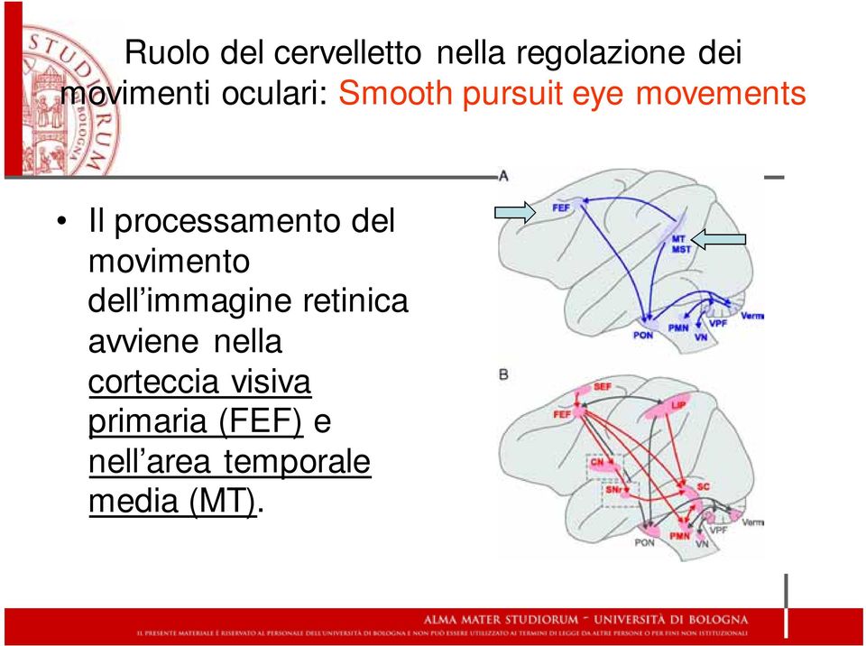 del movimento dell immagine retinica avviene nella