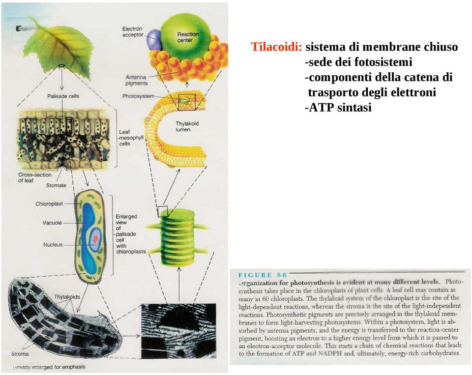 -componenti della catena di